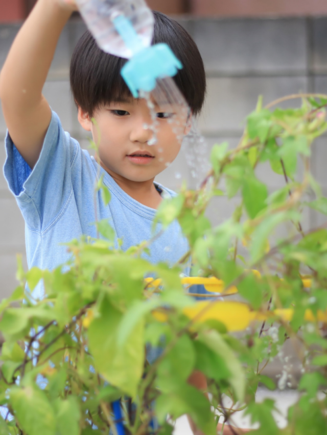 3 truques para regar plantas corretamente