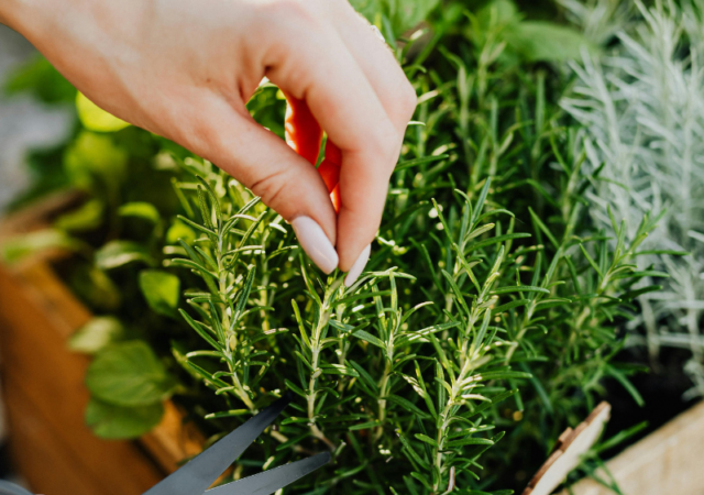 Vantagens de plantar temperos em casa