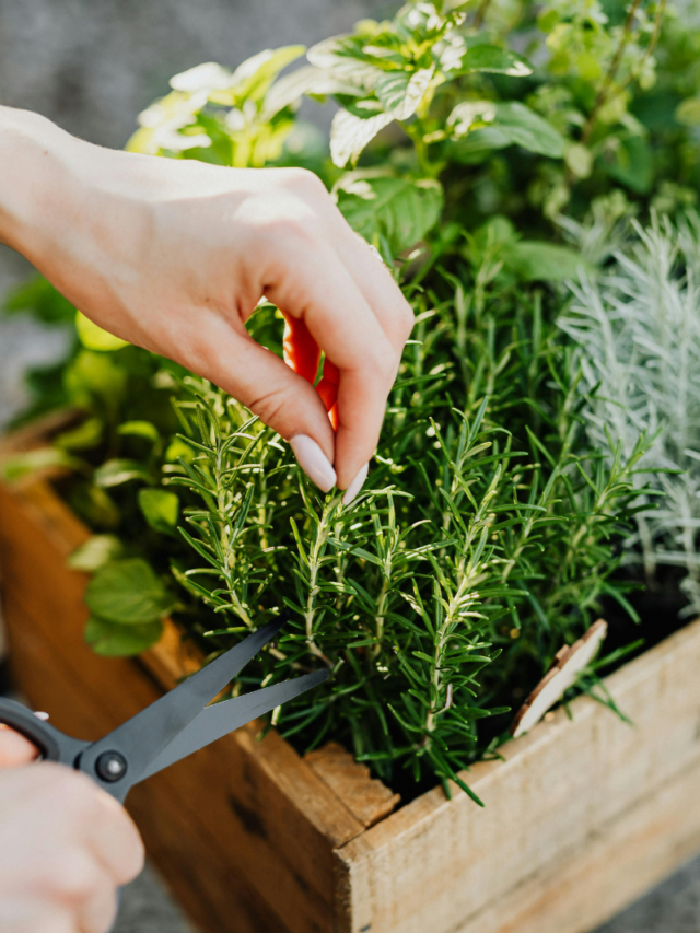 Vantagens de plantar temperos em casa