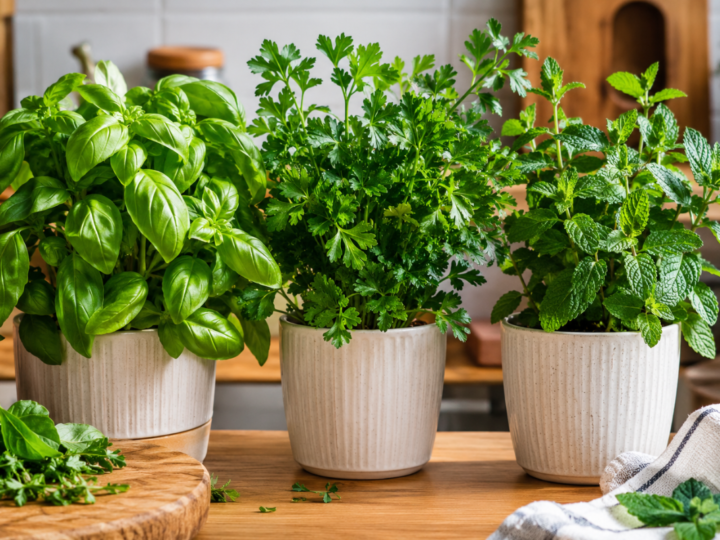 3 plantas que você pode ter em casa e são valiosas para a nutrição